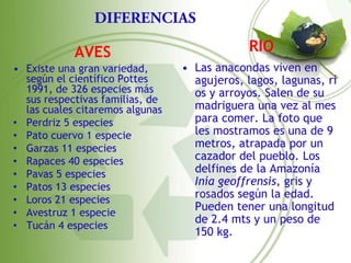AVES                              RIO
• Existe una gran variedad,      • Las anacondas viven en
  según el científico Pottes       agujeros, lagos, lagunas, rí
  1991, de 326 especies más        os y arroyos. Salen de su
  sus respectivas familias, de
  las cuales citaremos algunas     madriguera una vez al mes
• Perdriz 5 especies               para comer. La foto que
• Pato cuervo 1 especie            les mostramos es una de 9
• Garzas 11 especies               metros, atrapada por un
• Rapaces 40 especies              cazador del pueblo. Los
• Pavas 5 especies                 delfines de la Amazonía
• Patos 13 especies                Inía geoffrensis, gris y
• Loros 21 especies
                                   rosados según la edad.
• Avestruz 1 especie
                                   Pueden tener una longitud
                                   de 2.4 mts y un peso de
• Tucán 4 especies
                                   150 kg.
 