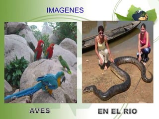 IMAGENES
 