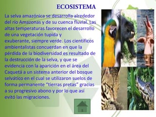 La selva amazónica se desarrolla alrededor
del río Amazonas y de su cuenca fluvial. Las
altas temperaturas favorecen el desarrollo
de una vegetación tupida y
exuberante, siempre verde. Los científicos
ambientalistas concuerdan en que la
pérdida de la biodiversidad es resultado de
la destrucción de la selva, y que se
evidencia con la aparición en el área del
Caquetá a un sistema anterior del bosque
selvático en el cual se utilizaron suelos de
forma permanente “tierras pretas” gracias
a su progresivo abono y por lo que así
evitó las migraciones.
 