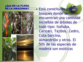 ¿Qué ES LA FLORA
DE LA AMAZONIA?    • Está constituido por los
                     bosques donde se
                     encuentran una cantidad
                     increíble de árboles de
                     todo tipo: Itahuba,
                     Caricari, Tajibos, Cedro,
                     Cuta barcina,
                     Almandrillo y otros. El
                     50% de las especies de
                     madera son exóticas
 