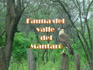 Fauna del valle  del Mantaro 