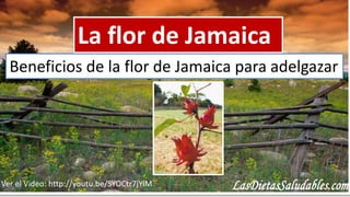 La flor de Jamaica
Beneficios de la flor de Jamaica para adelgazar

Ver el Video: http://youtu.be/SYOCtr7jYlM

 
