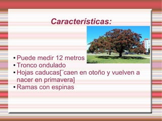 Características:
● Puede medir 12 metros
● Tronco ondulado
● Hojas caducas[¨caen en otoño y vuelven a
nacer en primavera]
● Ramas con espinas
 