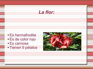 La flor:
● Es hermafrodita
● Es de color rojo
● Es carnosa
● Tienen 5 pétalos
 