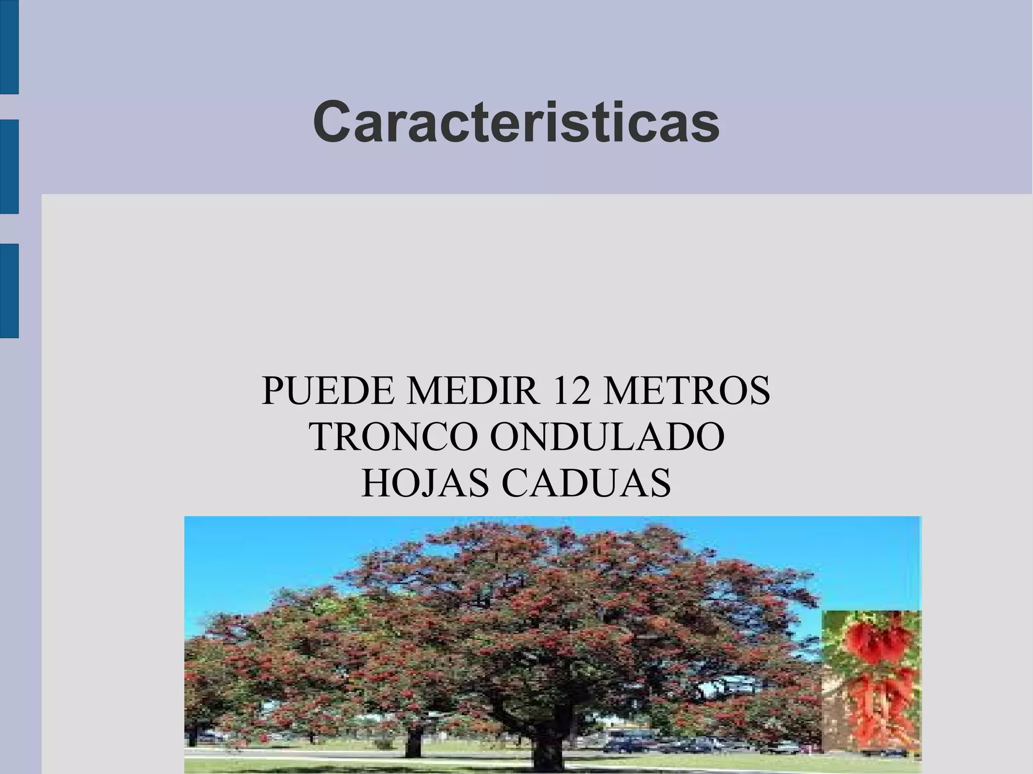 Caracteristicas
PUEDE MEDIR 12 METROS
TRONCO ONDULADO
HOJAS CADUAS