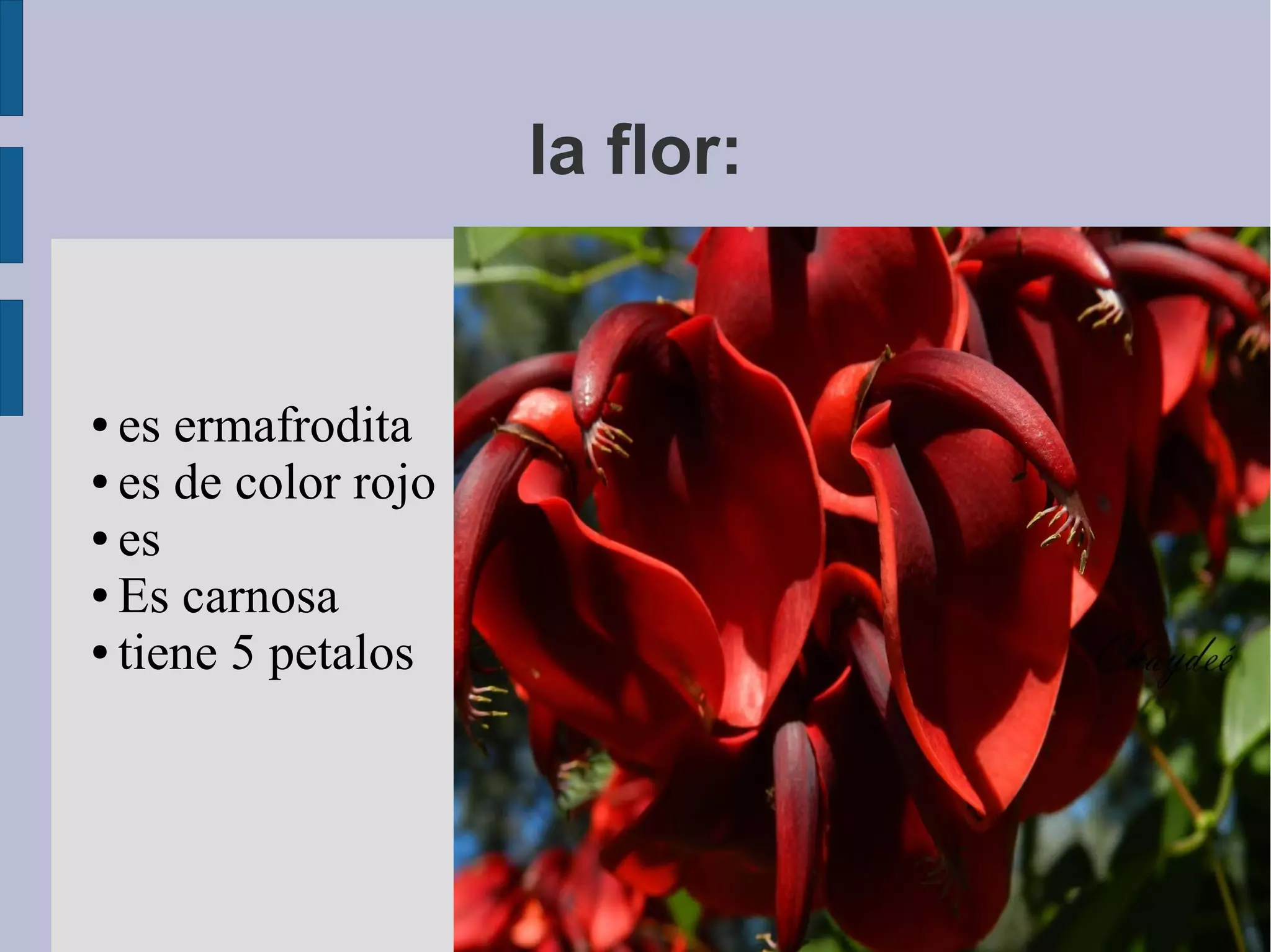 la flor:
● es ermafrodita
● es de color rojo
● es
● Es carnosa
● tiene 5 petalos