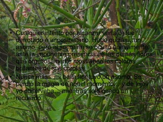 Cualquier intento por alcanzar verla(o) fué derrotado e imposibilitado. Hubo quizás…un asomo, pero al sonreirle se ocultó nuevamente ante la imponente presencia de las demás flores que orgullosamente mostraban los colores brillantes de sus corolas. Nunca más…mi bella flor tuvo un asomo. Se perdió la magia de aquel momento… y de lejos yo observaba… mientras sólo quedó un recuerdo. 