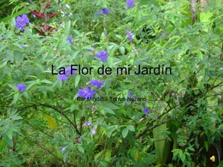 La Flor de mi Jardín Por Migdalia Torres Nazario 