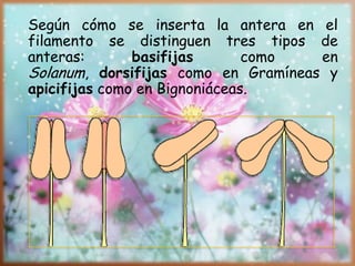 Según cómo se inserta la antera en el
filamento se distinguen tres tipos de
anteras: basifijas como en
Solanum, dorsifijas como en Gramíneas y
apicifijas como en Bignoniáceas.
 
