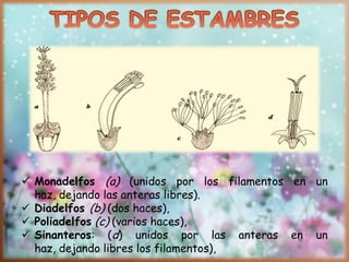  Monadelfos (a) (unidos por los filamentos en un
haz, dejando las anteras libres).
 Diadelfos (b) (dos haces),
 Poliadelfos (c) (varios haces),
 Sinanteros: (d) unidos por las anteras en un
haz, dejando libres los filamentos),
 