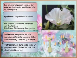 Los estambres pueden también ser
adnatos (fusionados o unidos en más
de una espiral):
Epipétalos: surgiendo de la corola.
Por ejemplo tenemos un androceo
con 4 estambres
Epipétalos, Didínamos y divergentes.
Didínamos: surgiendo en dos
pares de diferente largura. Si hay
4 estambres, 2 cortos y 2 largos
Tetradínamos: surgiendo como un
grupo de seis filamentos con dos
de ellos más cortos.
 