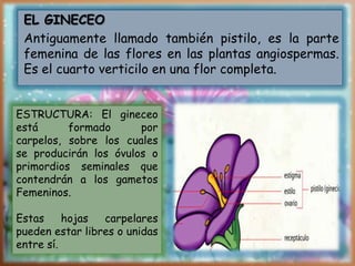 EL GINECEO
Antiguamente llamado también pistilo, es la parte
femenina de las flores en las plantas angiospermas.
Es el cuarto verticilo en una flor completa.
ESTRUCTURA: El gineceo
está formado por
carpelos, sobre los cuales
se producirán los óvulos o
primordios seminales que
contendrán a los gametos
Femeninos.
Estas hojas carpelares
pueden estar libres o unidas
entre sí.
 