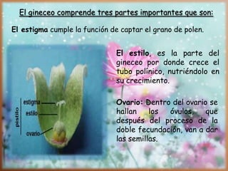 Ovario: Dentro del ovario se
hallan los óvulos, que
después del proceso de la
doble fecundación, van a dar
las semillas.
El gineceo comprende tres partes importantes que son:
El estilo, es la parte del
gineceo por donde crece el
tubo polínico, nutriéndolo en
su crecimiento.
El estigma cumple la función de captar el grano de polen.
 