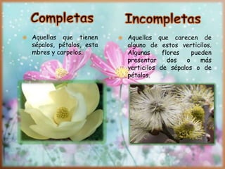  Aquellas que tienen
sépalos, pétalos, esta
mbres y carpelos.
 Aquellas que carecen de
alguno de estos verticilos.
Algunas flores pueden
presentar dos o más
verticilos de sépalos o de
pétalos.
 
