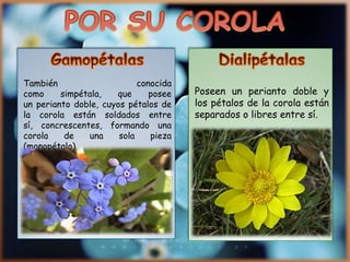 Poseen un perianto doble y
los pétalos de la corola están
separados o libres entre sí.
También conocida
como simpétala, que posee
un perianto doble, cuyos pétalos de
la corola están soldados entre
sí, concrescentes, formando una
corola de una sola pieza
(monopétalo).
 