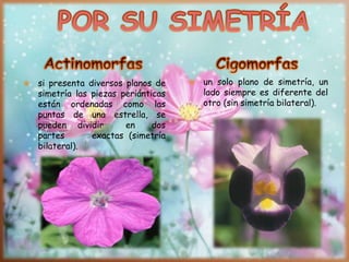  si presenta diversos planos de
simetría las piezas periánticas
están ordenadas como las
puntas de una estrella, se
pueden dividir en dos
partes exactas (simetría
bilateral).
 un solo plano de simetría, un
lado siempre es diferente del
otro (sin simetría bilateral).
 
