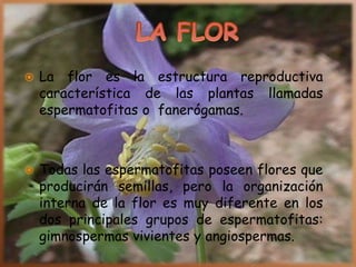  La flor es la estructura reproductiva
característica de las plantas llamadas
espermatofitas o fanerógamas.
 Todas las espermatofitas poseen flores que
producirán semillas, pero la organización
interna de la flor es muy diferente en los
dos principales grupos de espermatofitas:
gimnospermas vivientes y angiospermas.
 