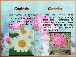  Las flores se agrupan
encima del receptáculo
floral que se parece a
una plataforma.
 Todas las flores están
colocadas a lo largo de un eje
floral pero, a diferencia del
racimo, los pedúnculos tienen
diferente longitud de forma
que todas las flores quedan a
la misma altura.
 