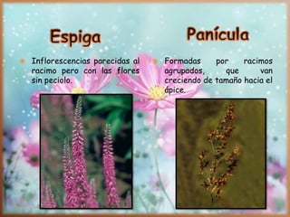 Inflorescencias parecidas al
racimo pero con las flores
sin peciolo.
 Formadas por racimos
agrupados, que van
creciendo de tamaño hacia el
ápice.
 