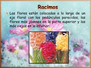  Las flores están colocadas a lo largo de un
eje floral con los pedúnculos parecidos, las
flores más jóvenes en la parte superior y las
más viejas en la inferior.
 