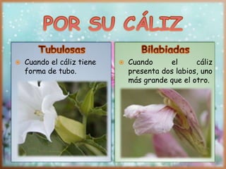  Cuando el cáliz tiene
forma de tubo.
 Cuando el cáliz
presenta dos labios, uno
más grande que el otro.
 