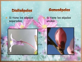  Si tiene los sépalos
separados.
 Si tiene los sépalos
unidos.
 