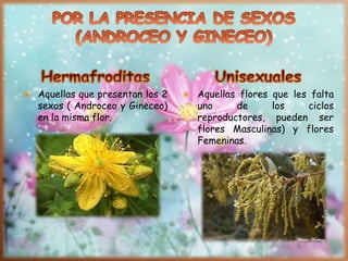  Aquellas flores que les falta
uno de los ciclos
reproductores, pueden ser
flores Masculinas) y flores
Femeninas.
 Aquellas que presentan los 2
sexos ( Androceo y Gineceo)
en la misma flor.
 