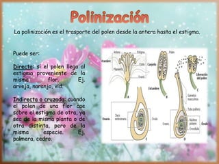 Puede ser:
Directa: si el polen llega al
estigma proveniente de la
misma flor. Ej.
arveja, naranjo, vid.
Indirecta o cruzada: cuando
el polen de una flor cae
sobre el estigma de otra, ya
sea de la misma planta o de
otra distinta, pero de la
misma especie. Ej.
palmera, cedro.
La polinización es el trasporte del polen desde la antera hasta el estigma.
 
