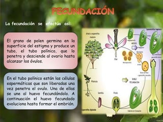 El grano de polen germina en la
superficie del estigma y produce un
tubo, el tubo polínico, que lo
penetra y desciende al ovario hasta
alcanzar los óvulos.
En el tubo polínico están las células
espermáticas que son liberadas una
vez penetra el ovulo. Una de ellas
se une al huevo fecundándolo. A
continuación el huevo fecundado
evoluciona hasta formar el embrión.
La fecundación se efectúa así:
 