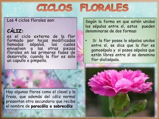 Los 4 ciclos florales son:
CÁLIZ:
es el ciclo externo de la flor
formado por hojas modificadas
llamadas sépalos, los cuales
envuelven a las otras piezas
florales en las primeras fases de
desarrollo, cuando la flor es sólo
un capullo o pimpollo.
Según la forma en que estén unidos
los sépalos entre sí, estos pueden
denominarse de dos formas:
• Si la flor posee lo sépalos unidos
entre sí, se dice que la flor es
gamosépala y si posee sépalos que
están libres entre sí se denomina
flor dialisépala.
Hay algunas flores como el clavel y la
fresa, que además del cáliz normal
presentan otro secundario que recibe
el nombre de paracáliz o sobrecáliz
 