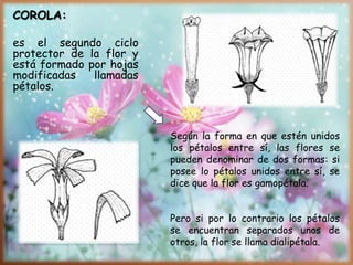 COROLA:
es el segundo ciclo
protector de la flor y
está formado por hojas
modificadas llamadas
pétalos.
Según la forma en que estén unidos
los pétalos entre sí, las flores se
pueden denominar de dos formas: si
posee lo pétalos unidos entre sí, se
dice que la flor es gamopétala.
Pero si por lo contrario los pétalos
se encuentran separados unos de
otros, la flor se llama dialipétala.
 