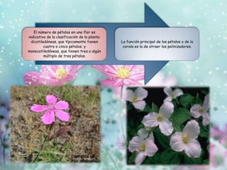 El número de pétalos en una flor es
indicativo de la clasificación de la planta:
dicotiledóneas, que típicamente tienen
cuatro o cinco pétalos; y
monocotiledóneas, que tienen tres o algún
múltiplo de tres pétalos.
La función principal de los pétalos o de la
corola es la de atraer los polinizadores.
 