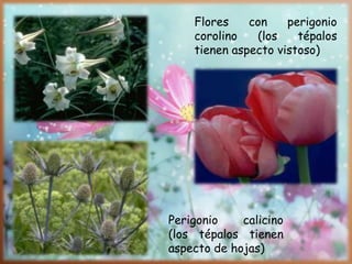 Flores con perigonio
corolino (los tépalos
tienen aspecto vistoso)
Perigonio calicino
(los tépalos tienen
aspecto de hojas)
 