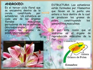 ANDROCEO:
Es el tercer ciclo floral que
se encuentra dentro de la
corola constituido por
estambres. Un estambre es
cada uno de los órganos
florales masculinos
portadores de sacos polínicos
(microsporangios), que
originan los granos de
polen, (micrósporas).
ESTRUCTURA: Los estambres
están formados por filamentos
que llevan en la punta una
antera o teca dentro de la cual
se producen los granos de
polen, constituyendo los
gametófitos masculinos.
Es por ésta razón que el
androceo es el órgano de
reproducción masculino de la
flor.
 