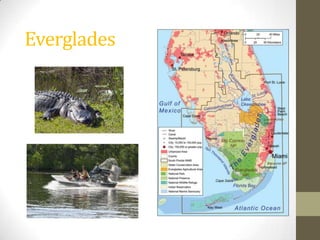 Everglades
 