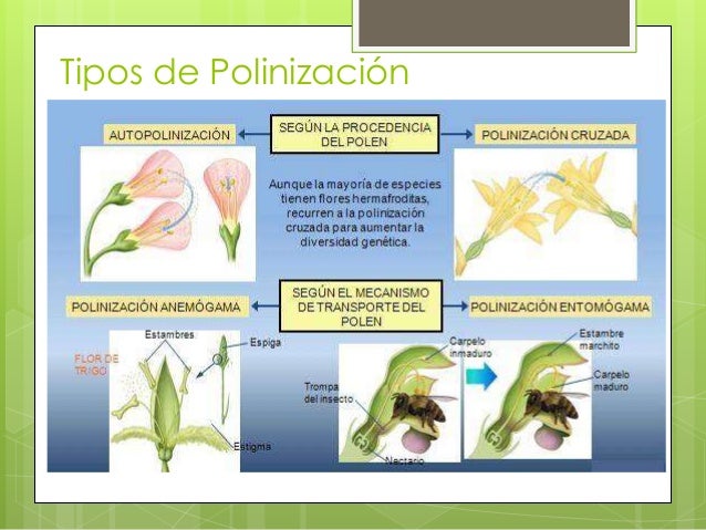 Resultado de imagen para TIPOS DE polinizacion