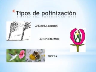 *
    ANEMÓFILA (VIENTO)




       AUTOPOLINIZANTE




              ZOOFILA
 