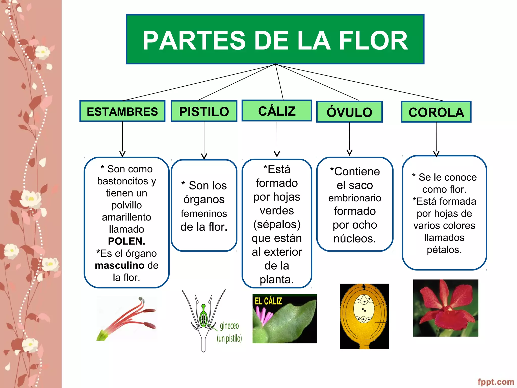 PARTES DE LA FLOR
ESTAMBRES PISTILO CÁLIZ ÓVULO COROLA
* Son como
bastoncitos y
tienen un
polvillo
amarillento
llamado
POLEN.
*Es el órgano
masculino de
la flor.
* Son los
órganos
femeninos
de la flor.
*Está
formado
por hojas
verdes
(sépalos)
que están
al exterior
de la
planta.
*Contiene
el saco
embrionario
formado
por ocho
núcleos.
* Se le conoce
como flor.
*Está formada
por hojas de
varios colores
llamados
pétalos.