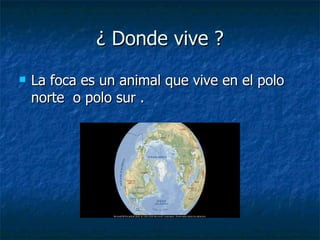 ¿ Donde vive ? La foca es un animal que vive en el polo norte  o polo sur . 