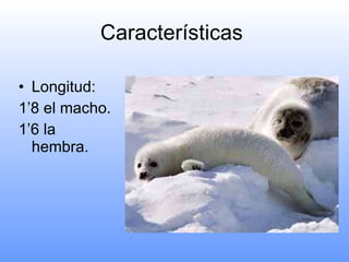 Características  Longitud: 1’8 el macho. 1’6 la hembra. 