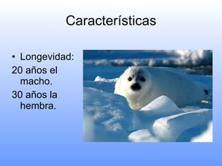 Características Longevidad: 20 años el macho. 30 años la hembra. 