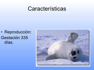 Características Reproducción: Gestación 335 días. 