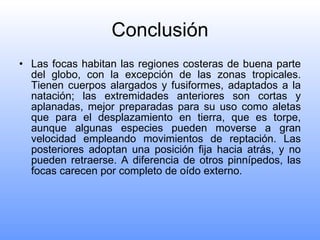 Conclusión Las focas habitan las regiones costeras de buena parte del globo, con la excepción de las zonas tropicales. Tienen cuerpos alargados y fusiformes, adaptados a la natación; las extremidades anteriores son cortas y aplanadas, mejor preparadas para su uso como aletas que para el desplazamiento en tierra, que es torpe, aunque algunas especies pueden moverse a gran velocidad empleando movimientos de reptación. Las posteriores adoptan una posición fija hacia atrás, y no pueden retraerse. A diferencia de otros pinnípedos, las focas carecen por completo de oído externo. 
