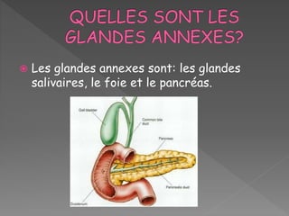  Les glandes annexes sont: les glandes
salivaires, le foie et le pancréas.
 