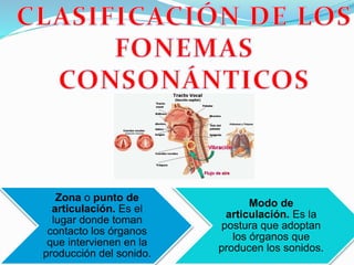 Zona o punto de
articulación. Es el
lugar donde toman
contacto los órganos
que intervienen en la
producción del sonido.
Modo de
articulación. Es la
postura que adoptan
los órganos que
producen los sonidos.
 