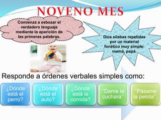 ¿Dónde
está el
perro?
¿Dónde
está el
auto?
¿Dónde
está la
comida?
‘’Dame la
cuchara’’
‘’Pásame
la pelota’’.
Dice sílabas repetidas
por un material
fonético muy simple:
mamá, papá.
Responde a órdenes verbales simples como:
Comienza a esbozar el
verdadero lenguaje
mediante la aparición de
las primeras palabras.
 