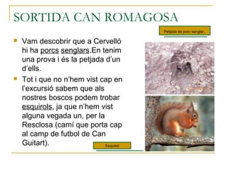 SORTIDA CAN ROMAGOSA
 Vam descobrir que a Cervelló
hi ha porcs senglars.En tenim
una prova i és la petjada d’un
d’ells.
 Tot i que no n’hem vist cap en
l’excursió sabem que als
nostres boscos podem trobar
esquirols, ja que n’hem vist
alguna vegada un, per la
Resclosa (camí que porta cap
al camp de futbol de Can
Guitart). Esquirol
Petjada de porc senglar.
 