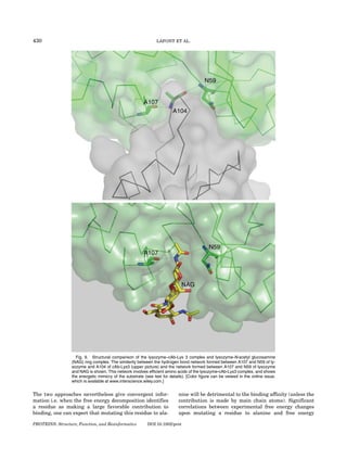 430                                                             LAFONT ET AL.




                    Fig. 9. Structural comparison of the lysozyme–cAb-Lys 3 complex and lysozyme-N-acetyl glucosamine
                  (NAG) ring complex. The similarity between the hydrogen bond network formed between A107 and N59 of ly-
                  sozyme and A104 of cAb-Lys3 (upper picture) and the network formed between A107 and N59 of lysozyme
                  and NAG is shown. This network involves efficient amino acids of the lysozyme-cAb-Lys3 complex, and shows
                  the energetic mimicry of the substrate (see text for details). [Color figure can be viewed in the online issue,
                  which is available at www.interscience.wiley.com.]


The two approaches nevertheless give convergent infor-                      nine will be detrimental to the binding affinity (unless the
mation i.e. when the free energy decomposition identifies                   contribution is made by main chain atoms). Significant
a residue as making a large favorable contribution to                       correlations between experimental free energy changes
binding, one can expect that mutating this residue to ala-                  upon mutating a residue to alanine and free energy

PROTEINS: Structure, Function, and Bioinformatics          DOI 10.1002/prot
 
