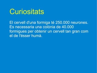 Curiositats
El cervell d'una formiga té 250.000 neurones.
Es necessaria una colònia de 40.000
formigues per obtenir un cervell tan gran com
el de l'ésser humà.
 