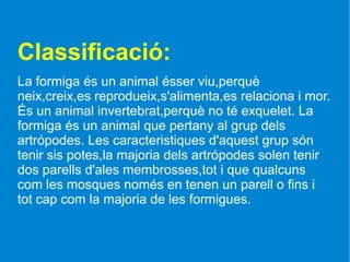 Classificació:
La formiga és un animal ésser viu,perquè
neix,creix,es reprodueix,s'alimenta,es relaciona i mor.
És un animal invertebrat,perquè no té exquelet. La
formiga és un animal que pertany al grup dels
artrópodes. Les caracteristiques d'aquest grup són
tenir sis potes,la majoria dels artrópodes solen tenir
dos parells d'ales membrosses,tot i que qualcuns
com les mosques només en tenen un parell o fins i
tot cap com la majoria de les formigues.
 